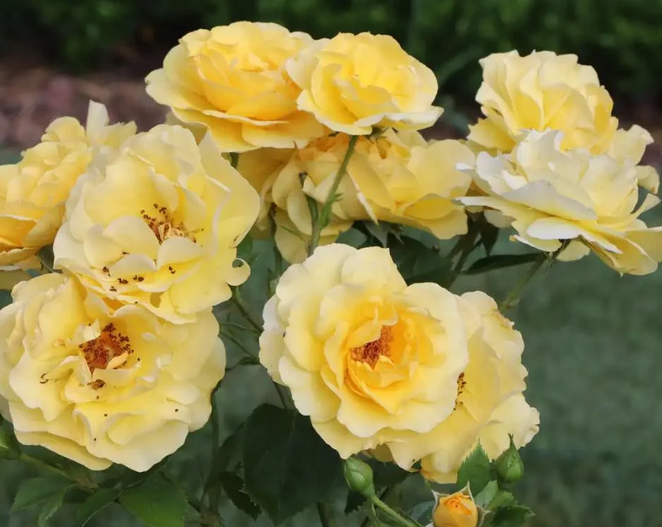 Yellow Rose Live Plant – Fragrant Garden Rose – 4 inch Pot – Outdoor - Image 3