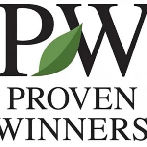 Yellow Rose Live Plant – Fragrant Garden Rose – 4 inch Pot – Outdoor - Image 4