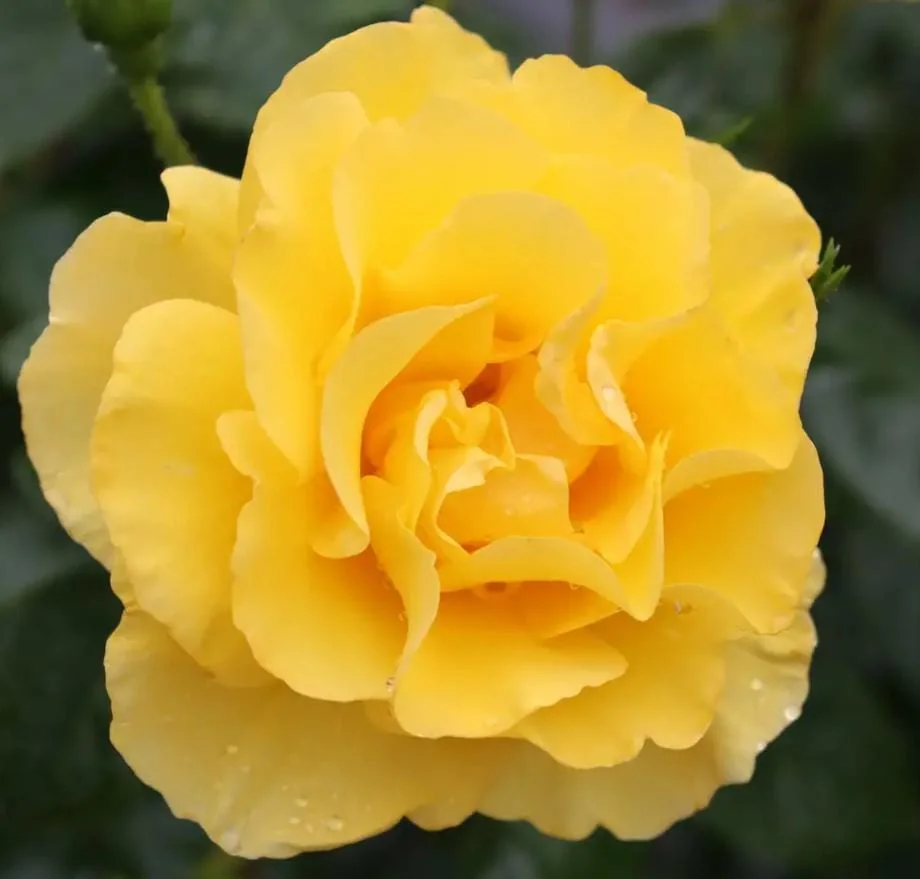 Yellow Rose Live Plant – Fragrant Garden Rose – 4 inch Pot – Outdoor - Image 1