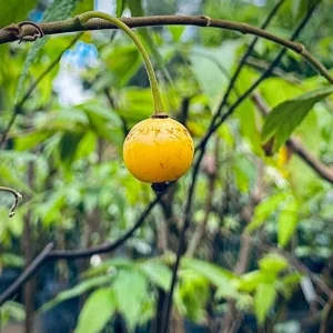 Yellow Strawberry Tree Live Plant (Muntingia calabura) - 7-14 inches tall - Image 1