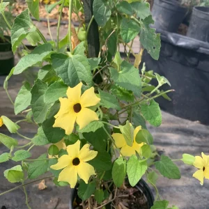 Yellow Thunbergia Alata Vine Live Plant, 6 inch Pot, Outdoor - Image 1