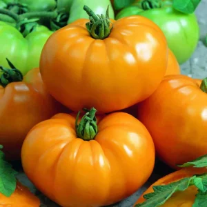 Yellow Tomato Seeds for Slicing - 1000 Pack, Outdoor Annual Vegetable Seeds - Image 1