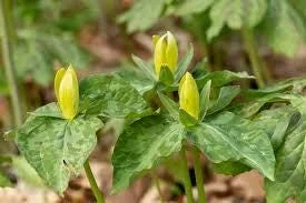 Yellow Trillium Bulbs - Trillium luteum - Fragrant Woodland Perennial - Image 2