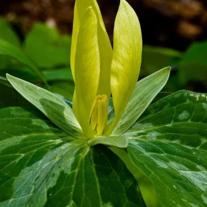 Yellow Trillium Bulbs - Trillium luteum - Fragrant Woodland Perennial - Image 1