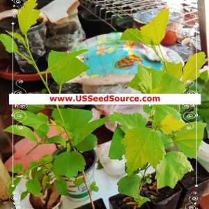 Yellow Turmeric Ginger Live Plant (Curcuma longa) - Bare Root Herb & Spice - Image 4