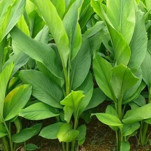 Yellow Turmeric Ginger Live Plant (Curcuma longa) - Bare Root Herb - Image 1