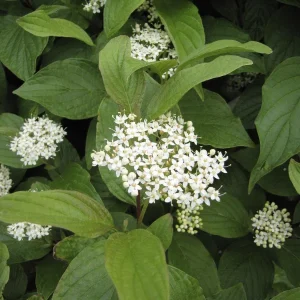 Yellow Twig Dogwood Shrub Live Plant Cornus sericea 'Flaviramea' 4'' Pot Outdoor - Image 2