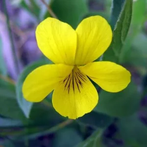 Yellow Violet Bare-root Plant - Viola Rotundifolia - Outdoor Garden Flower - Image 2