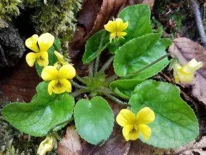 Yellow Violet Bare-root Plant - Viola Rotundifolia - Outdoor Garden Flower - Image 5