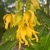 Ylang Ylang Live Tree - Cananga Odorata Plant, 4" or 6" Pot, Fragrant Tropical - Image 1