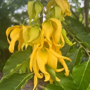 Ylang Ylang Live Tree - Cananga Odorata Plant, 4" or 6" Pot, Fragrant Tropical - Image 1