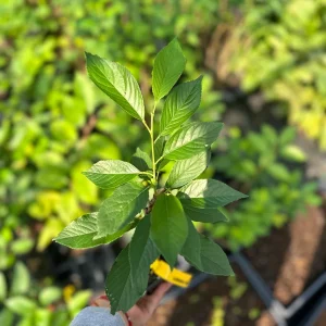 Yoshino Cherry Tree Live Plant 6-12 Inch Tall 2.5 Pot Outdoor Flowering Tree - Image 3