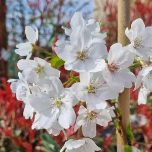Yoshino Cherry Tree Live Plant 6-12 Inch Tall 2.5 Pot Outdoor Flowering Tree - Image 1