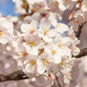 Yoshino Flowering Cherry Tree Live Plant – 6-12" Tall – 3" Pot – Outdoor - Image 2