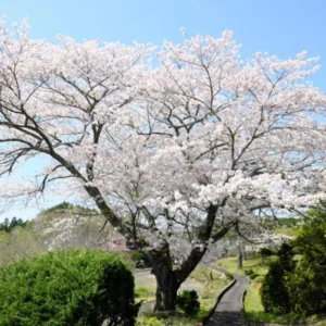 Yoshino Flowering Cherry Tree Live Plant – 6-12" Tall – 3" Pot – Outdoor - Image 1