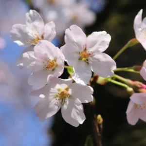 Yoshino Flowering Cherry Tree Live Plant – 6-12