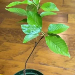 Yoshino Flowering Cherry Tree Live Plant – 6-12