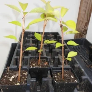 Yoshino Flowering Cherry Tree Live Plant – 6-12