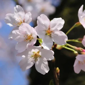 Yoshino Flowering Cherry Tree – Live Plant Seedling, 6-12 inches, White Flowers, Outdoor - Image 4