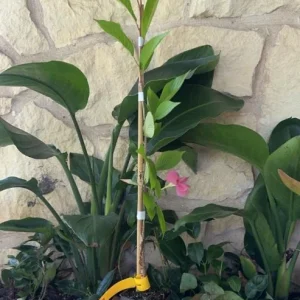 Yoshino Flowering Cherry Tree – Live Plant Seedling, 6-12 inches, White Flowers, Outdoor - Image 7