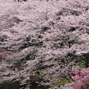 Yoshino Flowering Cherry Tree – Live Plant Seedling, 6-12 inches, White Flowers, Outdoor - Image 9