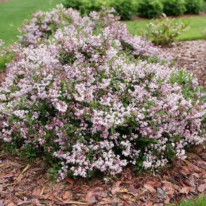 Yuki Kabuki Deutzia Live Plant – Pink Flowers – 4 inch Pot – Outdoor Shrub - Image 1
