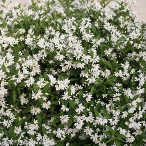 Yuki Snowflake Deutzia Live Plant - 4 inch Pot - White Flowers - Image 2