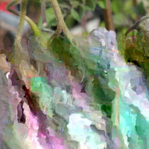 Yukon Gold True Potato Seeds - 40 Organic Seeds, Yellow Mix, Annual - Image 3