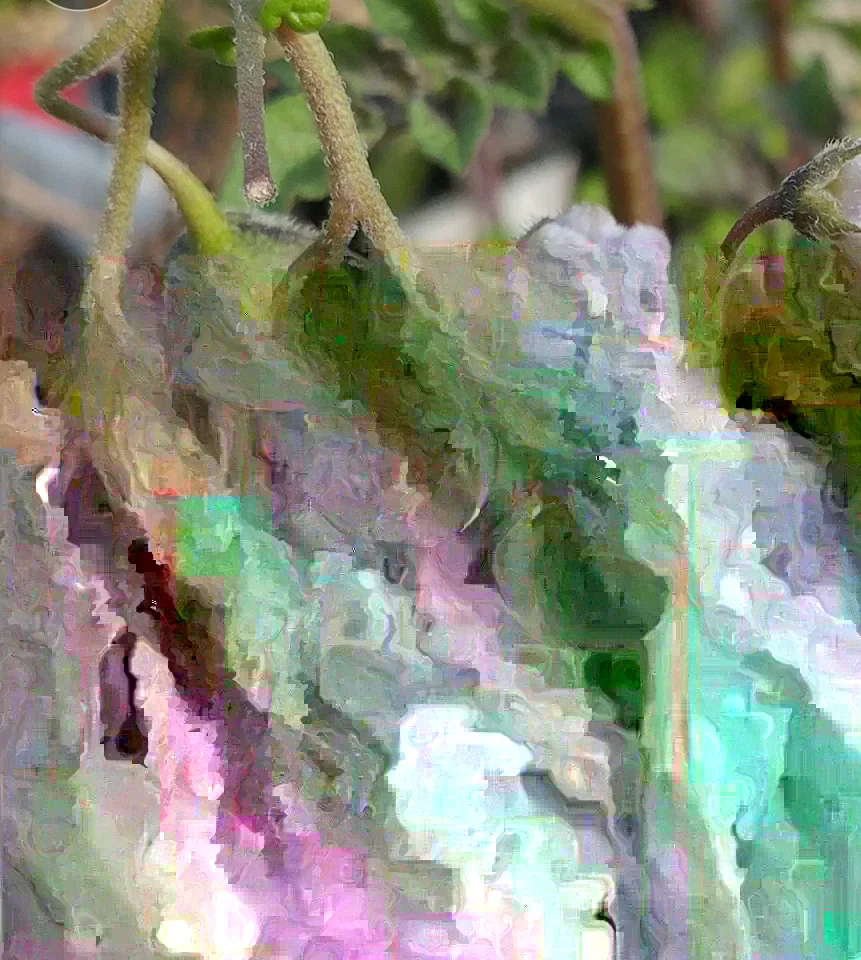 Yukon Gold True Potato Seeds - 40 Organic Seeds, Yellow Mix, Annual - Image 3