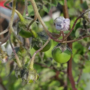 Yukon Gold True Potato Seeds - 50 Organic Yellow Mix Seeds for Planting - Image 2