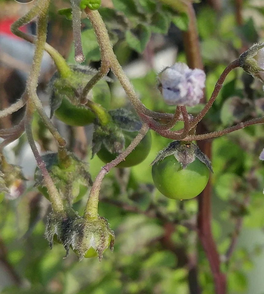 Yukon Gold True Potato Seeds - 50 Organic Yellow Mix Seeds for Planting - Image 2