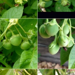 Yukon Gold True Potato Seeds - 50 Organic Yellow Mix Seeds for Planting - Image 5