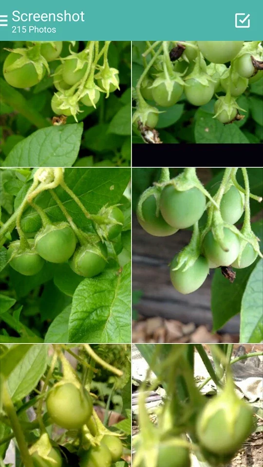 Yukon Gold True Potato Seeds - 50 Organic Yellow Mix Seeds for Planting - Image 5