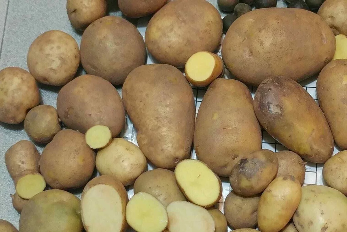 Yukon Gold True Potato Seeds - 50 Organic Yellow Mix Seeds for Planting - Image 6