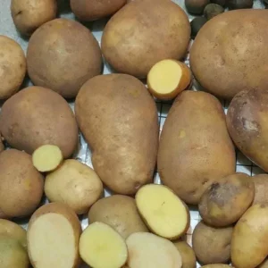 Yukon Gold True Potato Seeds - 50 Organic Yellow Mix Potato Seeds for Planting - Image 7