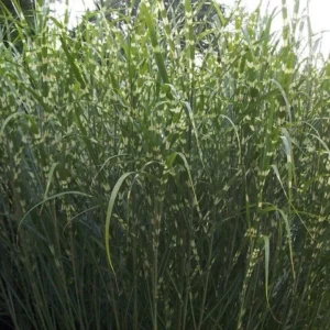 Zebra Grass Live Plant Miscanthus sinensis 'Zebrinus' - 4 inch Nursery Pot Outdoor - Image 2