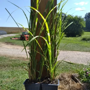 Zebra Grass Live Plant Miscanthus sinensis 'Zebrinus' - 4 inch Nursery Pot Outdoor - Image 3