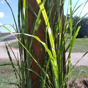 Zebra Grass Live Plant Miscanthus sinensis 'Zebrinus' - 4 inch Nursery Pot Outdoor - Image 4