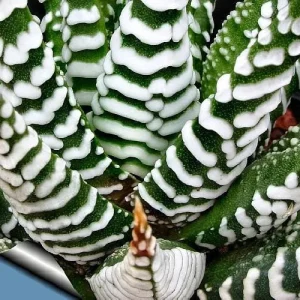 Zebra Haworthia Live Plant - Haworthia fasciata - 2.5 inch Pot - Indoor Succulent - Image 2