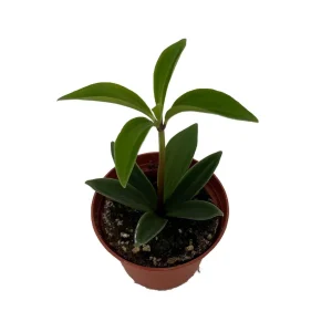 ZigZag Peperomia Pereskiifolia Live Plant – 2.5" Pot – Unique Houseplant - Image 1