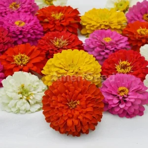 Zinnia Holi Mix Seeds - 100 Count, Colorful Outdoor Flowering Plants - Image 2