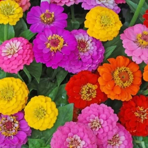 Zinnia Lilliput Flower Seeds Mix - Non-GMO Heirloom Annual Garden Seeds - Multicolor - Image 3