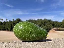 Zutano Avocado Tree Live Plant – Grafted – 1 to 2 Feet Tall – Ships in 6 Inch Pot - Image 1