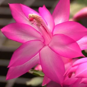Zygocactus Live Plant – Thanksgiving Cactus – 7