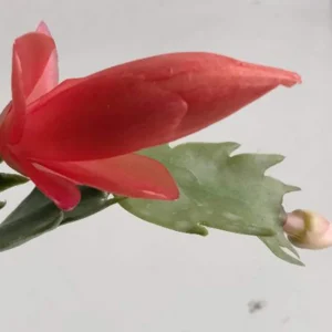Zygocactus Live Plant – Thanksgiving Cactus – 7
