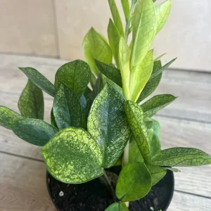 ZZ Chameleon Live Plant – Zamioculcas zamiifolia – 6 inch Pot – Indoor Houseplant - Image 3