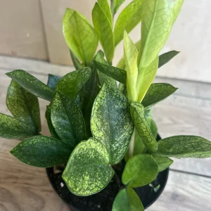 ZZ Chameleon Live Plant – Zamioculcas zamiifolia – 6 inch Pot – Indoor Houseplant - Image 1