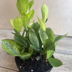 ZZ Chameleon Live Plant – Zamioculcas zamiifolia – 6 inch Pot – Indoor Houseplant - Image 4