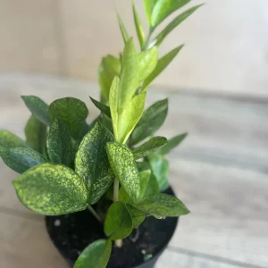 ZZ Chameleon Live Plant – Zamioculcas zamiifolia – 6 inch Pot – Indoor Houseplant - Image 5