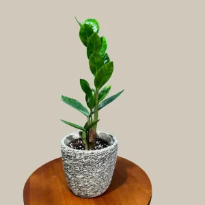ZZ Plant Live Plant – Zamioculcas Zamiifolia – 4 inch Pot – Easy Care Indoor Houseplant - Image 2
